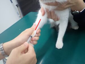 橈側皮静脈の採血